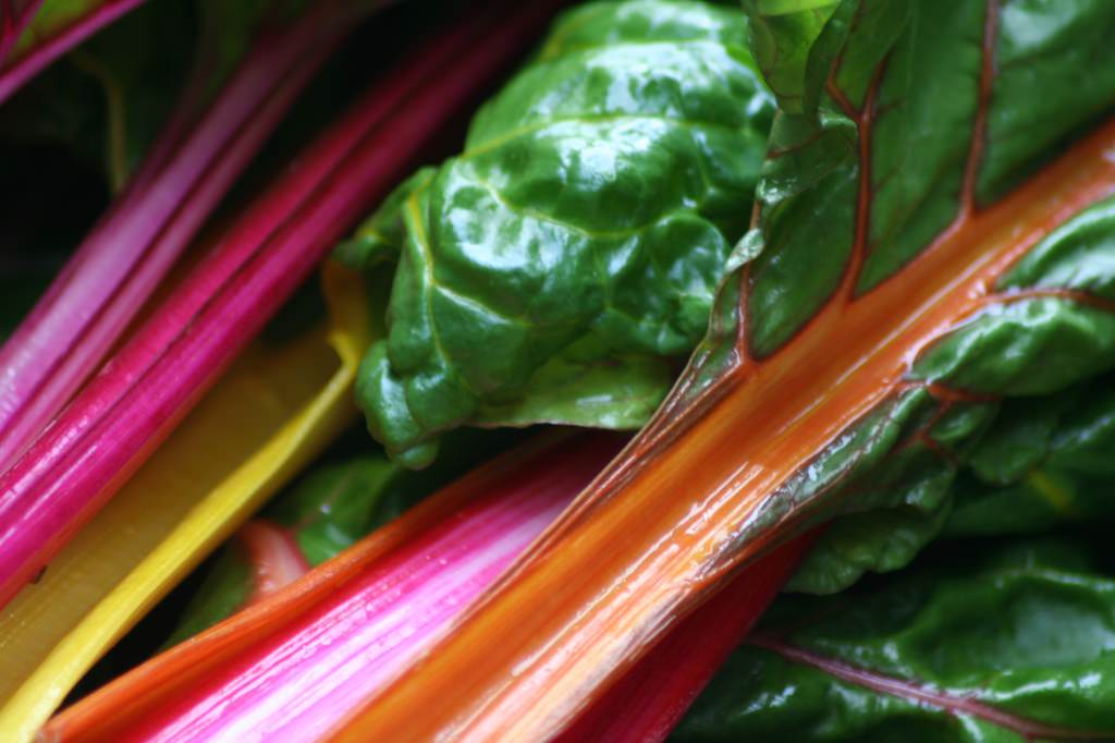 Rainbow Chard