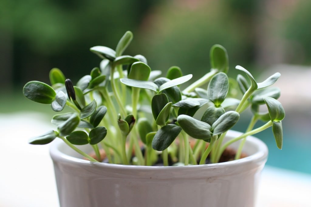 Sunflower Sprouts